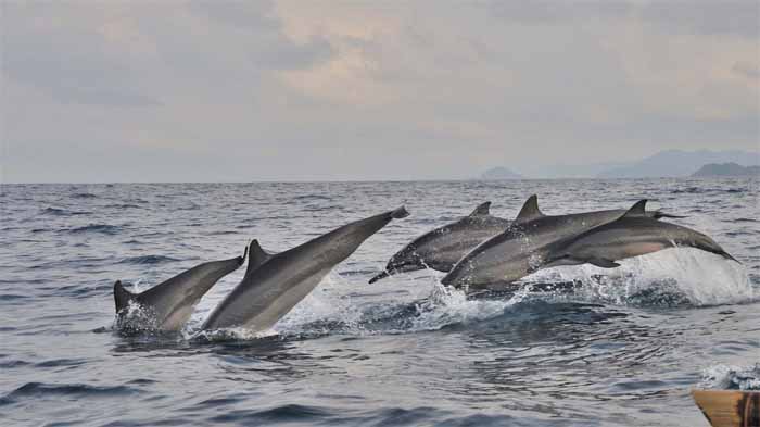 Gerombolan lumba-lumba yang terlihat berenang di Teluk Kiluan.
